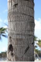 palm bark